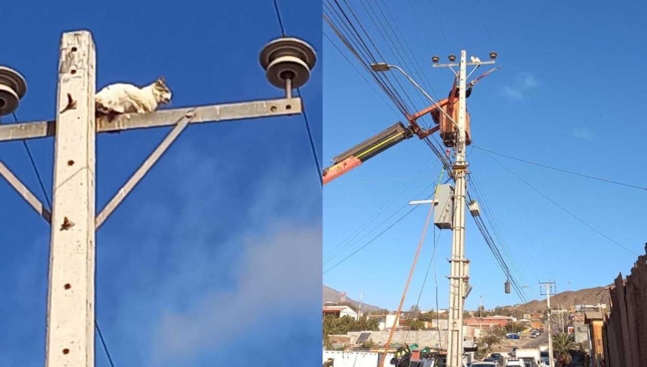 /local/insolito-rescate-de-gato-en-linea-electrica-genero-corte-de-energia-en