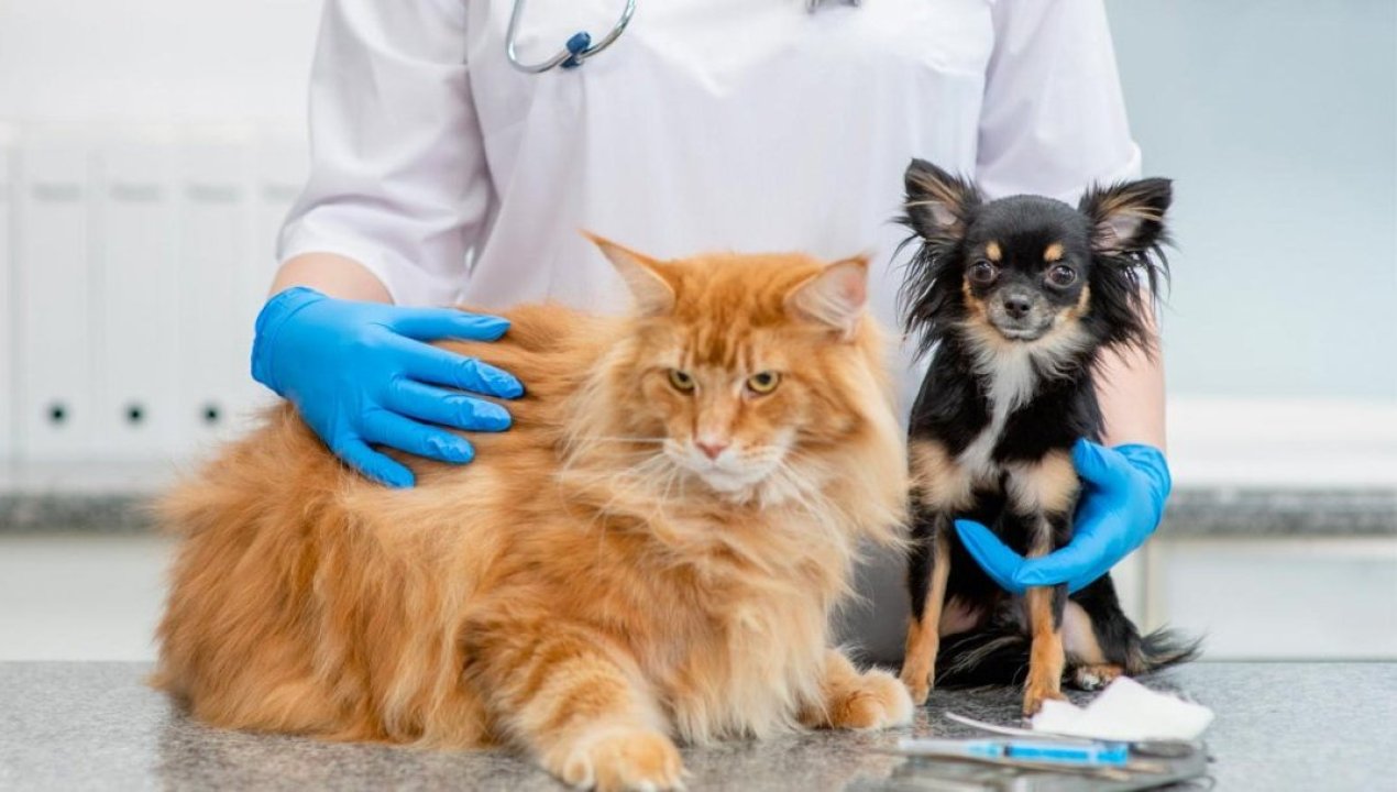 /local/mas-de-3-mil-mascotas-fueron-esterilizadas-en-antofagasta-entre-marzo-y