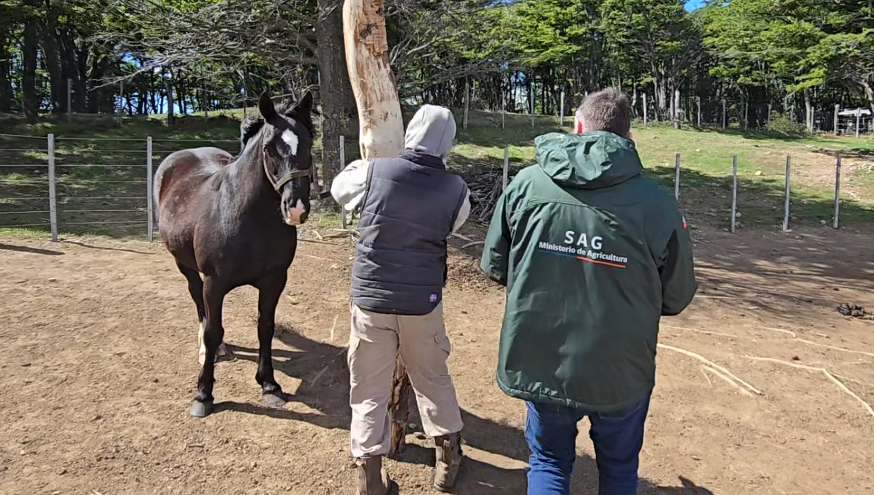 /sag-magallanes-llama-a-cumplir-normativa-sanitaria-en-eventos-ecuestres-de