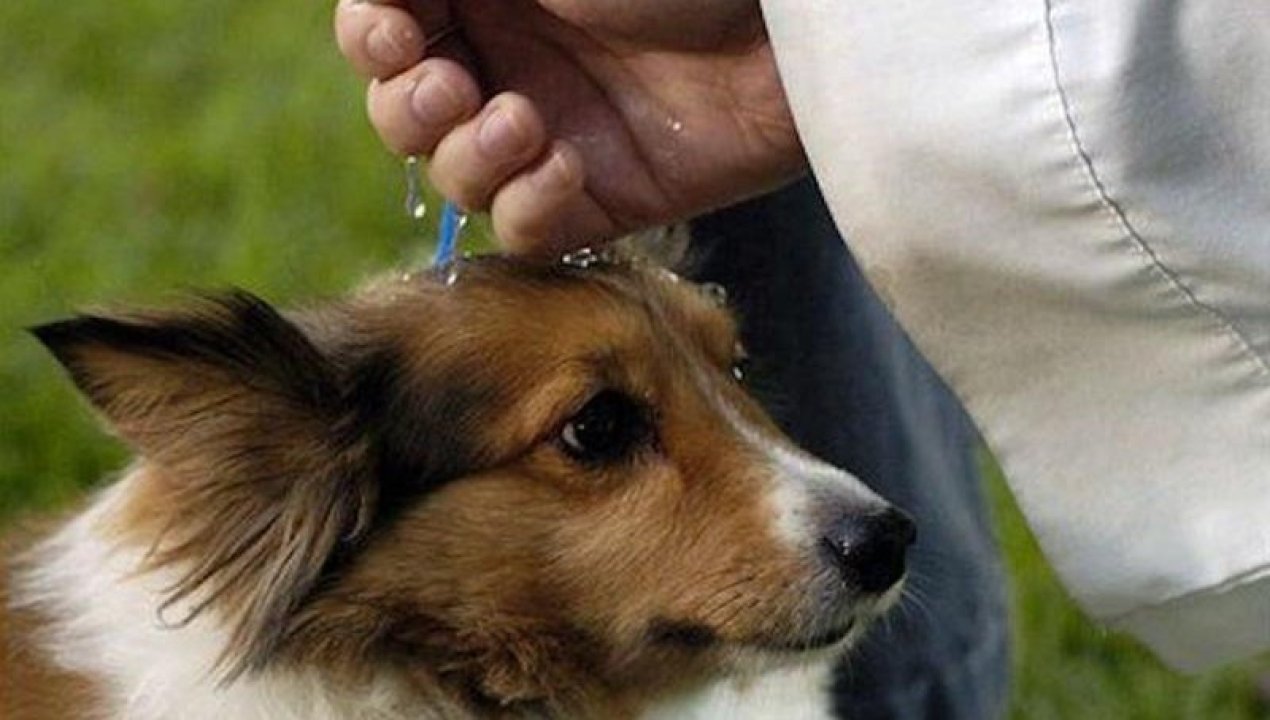 /bendicion-de-mascotas-el-sabado-4-de-octubre-a-las-16-00-hrs