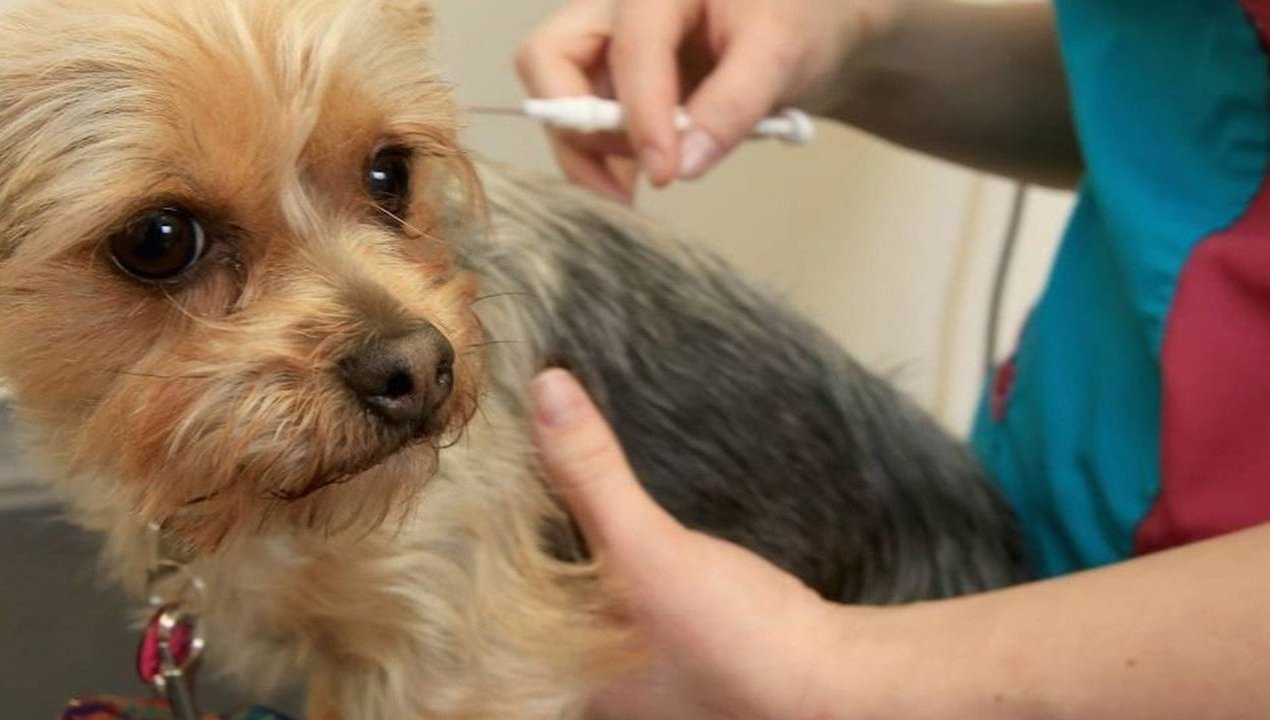 /proyecto-que-permitira-chipear-a-mas-de-3-mil-mascotas-en-la-provincia