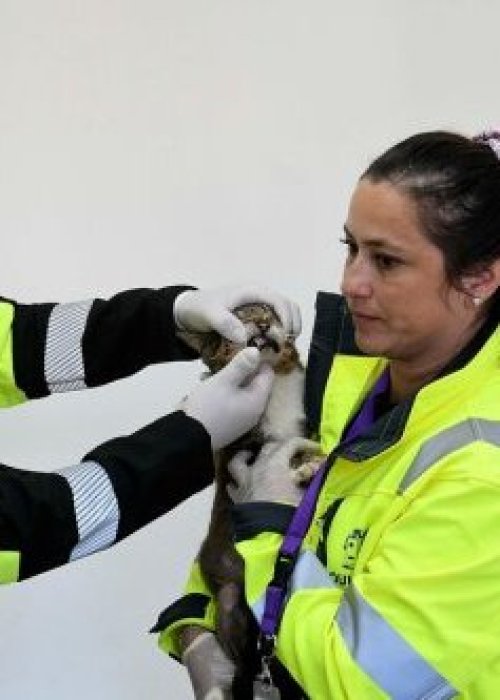 De mascotas a amenaza: la cara oculta del incumplimiento de la Ley Cholito