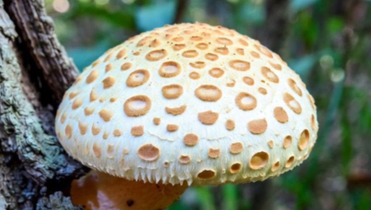 /actualidad/investigadores-descubren-que-el-diguene-podria-ser-esencial-para-combatir