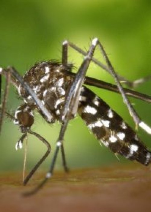 Detectan mosquito que transmite el dengue en Aeropuerto de Santiago y refuerzan vigilancia sanitaria