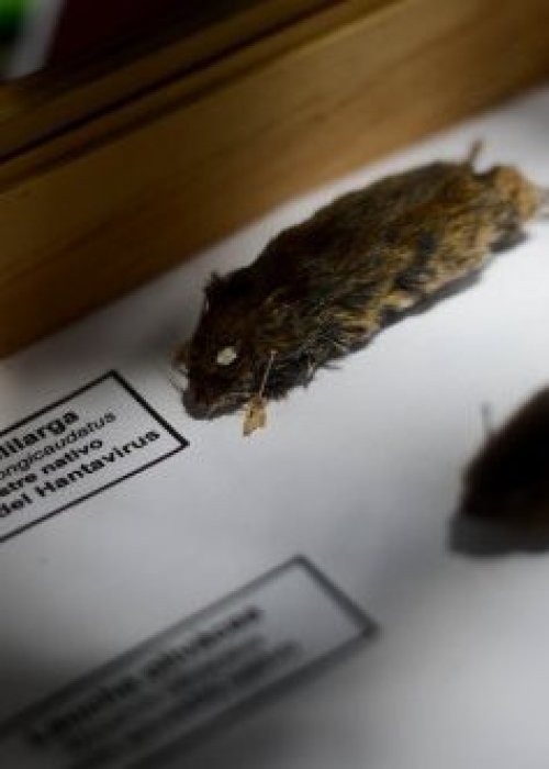 Hantavirus en foco tras muerte de joven en Penco: autoridades refuerzan llamado preventivo