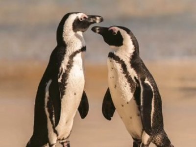 Pingüino de Humboldt es declarado Monumento Natural y suma máxima protección legal
