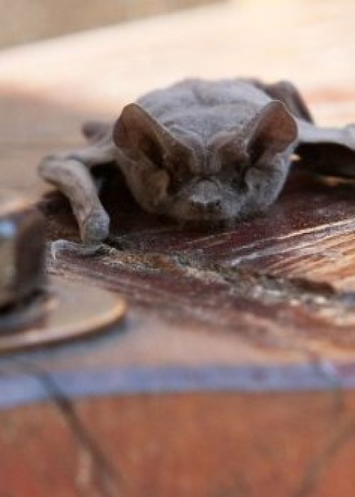 ISP confirmó caso de rabia en murciélago en Frutillar Bajo y activó protocolos preventivos