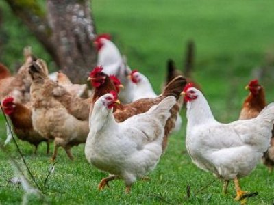 SAG refuerza vigilancia por brotes de influenza aviar en Argentina y Uruguay