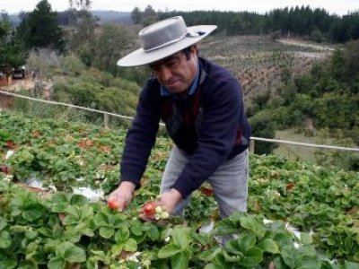 Alza de fertilizantes por conflicto en Medio Oriente genera alerta en el agro chileno