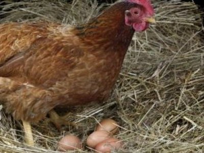 Alerta sanitaria: se detectaron nueve casos de gripe aviar en diferentes regiones del país