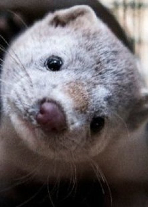 Plaga de visones: el desafío que ambiental que Chile no logra frenar