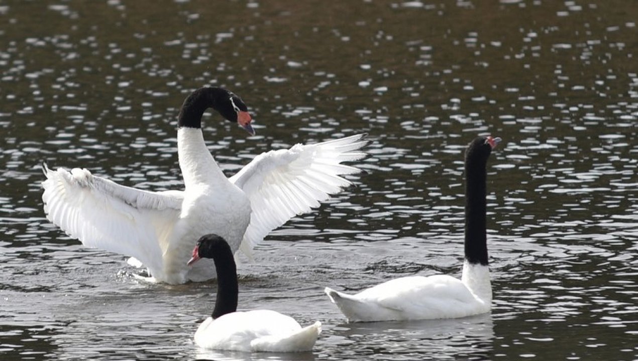 /regionales/region-de-los-rios/sag-confirmo-la-muerte-de-137-cisnes-de-cuello-negro-en-santuario-de-los