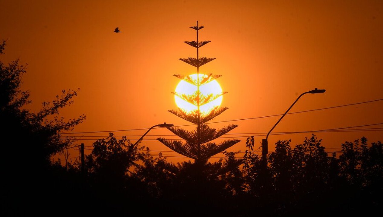 /regionales/region-de-la-araucania/incendios-y-cambio-climatico-reducen-mas-de-35-mil-hectareas-de-araucarias