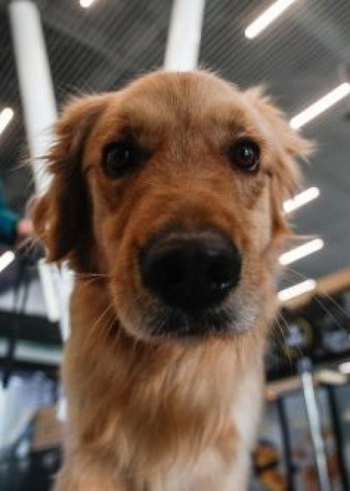 SAG exigirá microchip o tatuaje para el ingreso de perros y gatos a Chile