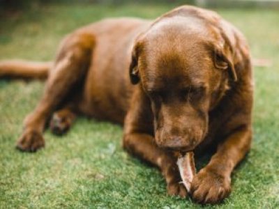 Alarmante informe: El 33% de los perros en Chile sufre de sobrepeso