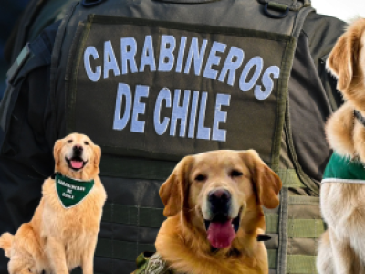 Carabineros despide a Golfo: histórico can detector de drogas que falleció en operativo