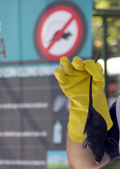 Ministerio de Salud decreta Alerta Sanitaria desde Atacama hasta Magallanes por hantavirus