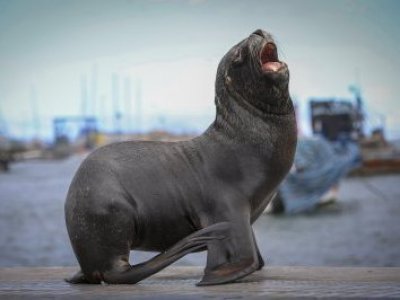 Subsecretaría de Pesca evalúa la caza autorizada de lobos marinos