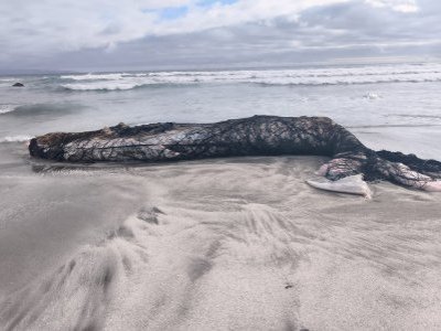 Investigan muerte de una ballena jorobada y ataques a lobos marinos en Antofagasta
