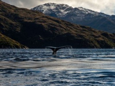 Comunidad Kawésqar y Greenpeace en alerta por amenazas a ballenas