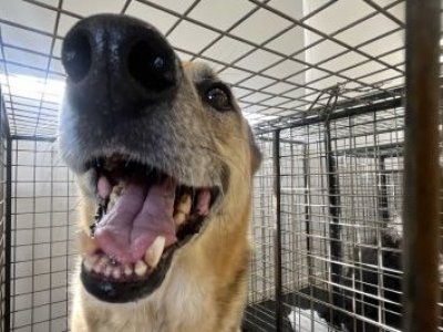 Los efectos que produce en ellos una simple cara alegre