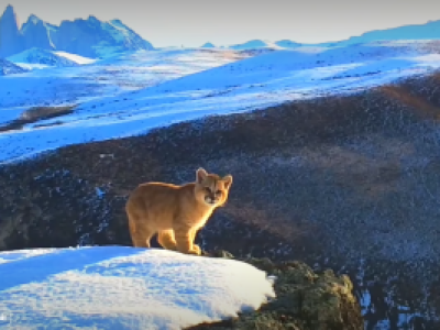[Video] Cámaras trampa captan a tiernos cachorros de puma en la Patagonia