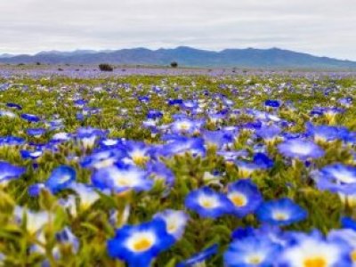 Desierto Florido se comenzó a activar en Copiapó