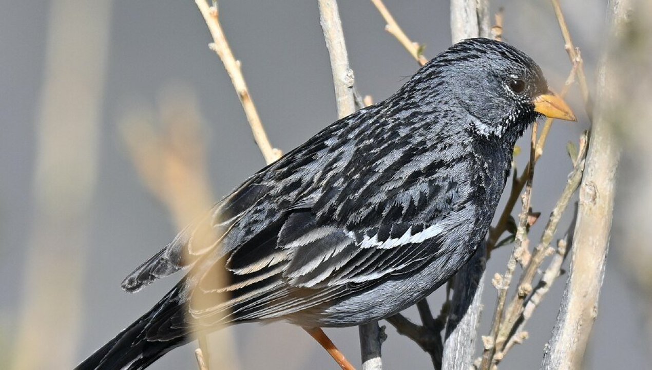 /regionales/region-de-atacama/pdi-capturo-a-un-hombre-que-se-dedicaba-a-la-captura-de-aves-en-el-desierto