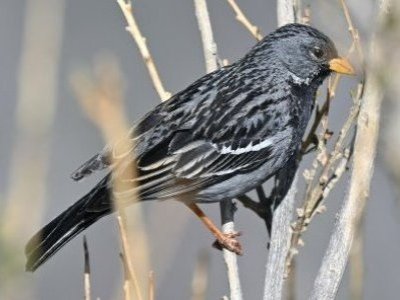 Hombre fue sorprendido capturando aves en el desierto florido